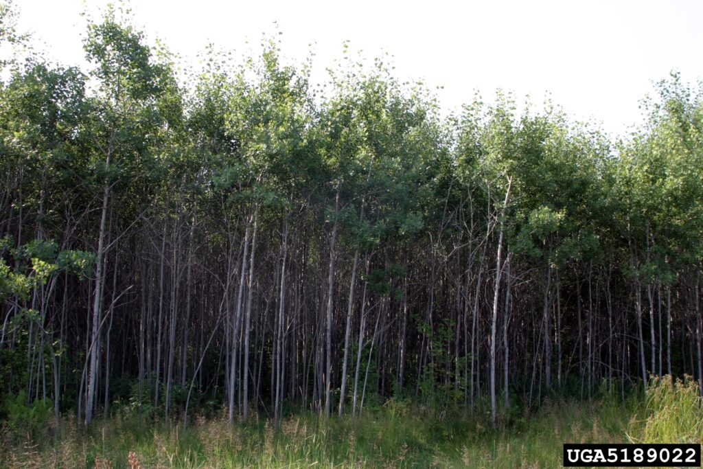 These 25 Ancient Plants Have Witnessed Centuries of History