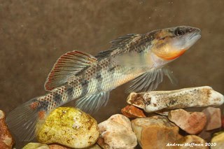 32 Animals That Are Surprisingly Good Parents