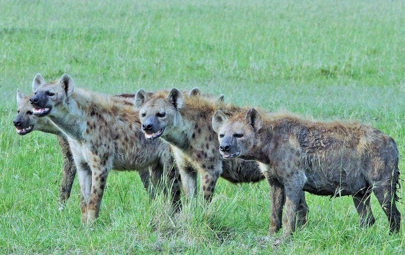 The Elephant Graveyards Are Real—And Scientists Finally Know Why They Exist