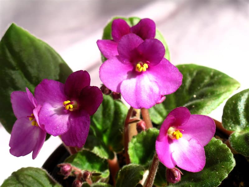 28 Houseplants You Can Grow from Cuttings