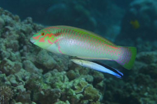 24 Animals With Memory Abilities That Rival the Best Minds