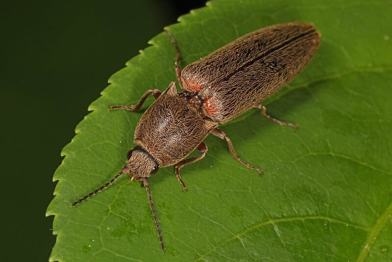 27 Creatures That Glow in the Dark (And Why They Do It)