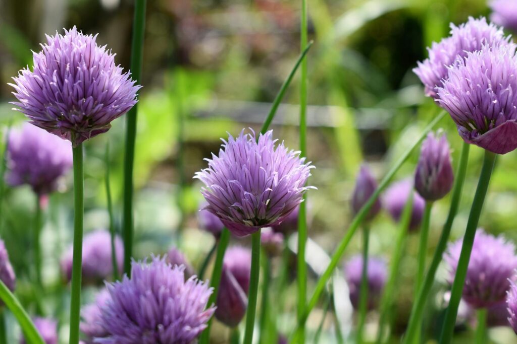 30 Highly Useful Plants To Add To Your Garden