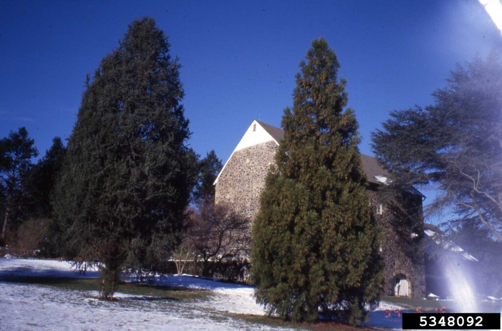 These 25 Ancient Plants Have Witnessed Centuries of History