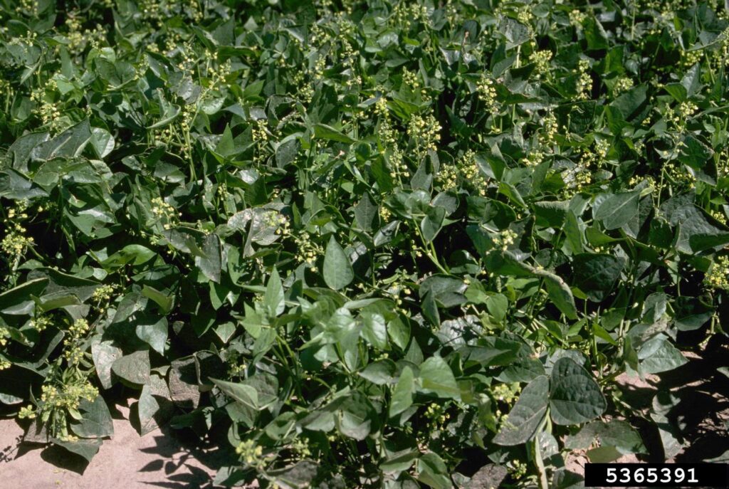 25 Plants That Literally Talk to Each Other (And How They Do It)