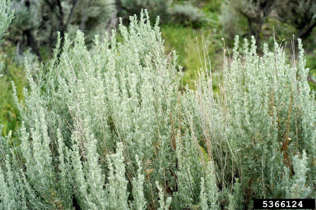 25 Plants That Literally Talk to Each Other (And How They Do It)