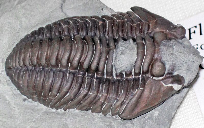 This 500-Million-Year-Old Sea Monster Was Discovered Perfectly Intact—And It&#8217;s Changing Everything We Know