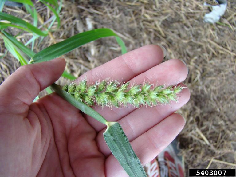 23 Master Manipulator Plants That Make Animals Work For Them