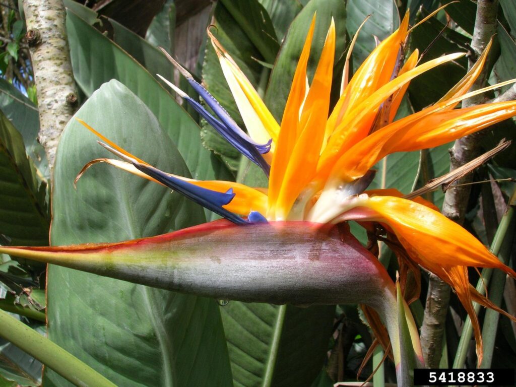 23 Master Manipulator Plants That Make Animals Work For Them