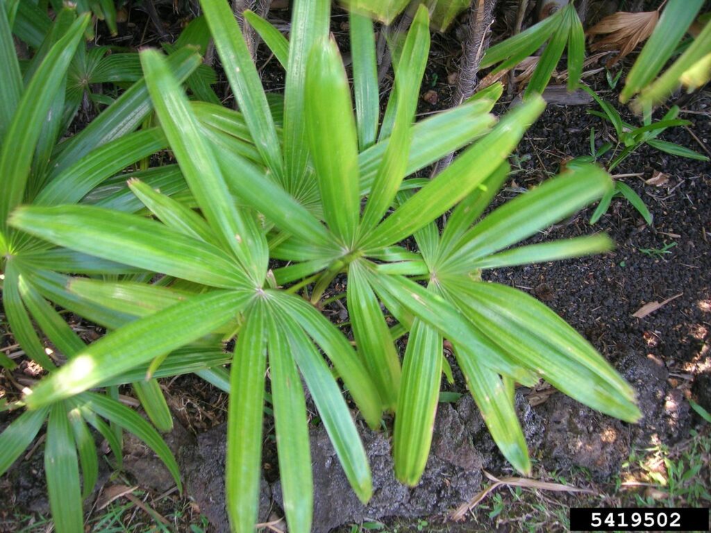 24 Houseplants That Actually Clean Your Air (Most Don&#8217;t Do Anything)