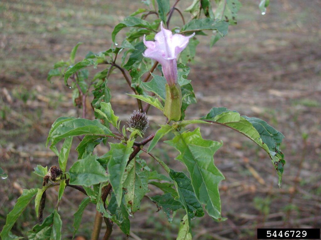 23 Master Manipulator Plants That Make Animals Work For Them