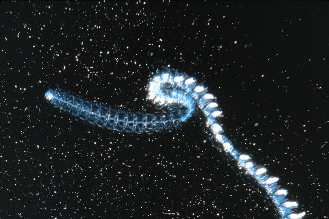 27 Creatures That Glow in the Dark (And Why They Do It)
