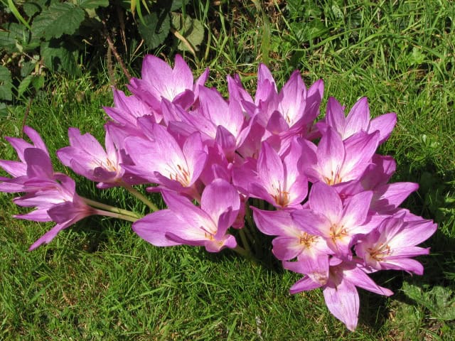 20 Plants Toxic to Pets: A Guide for Safe Home Gardening