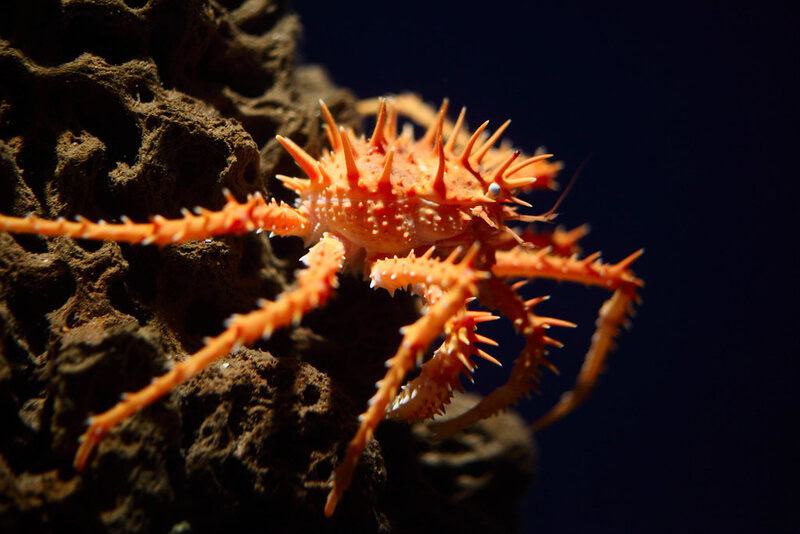 38 Bizarre Deep-Sea Creatures Scientists Discovered in the Last Decade