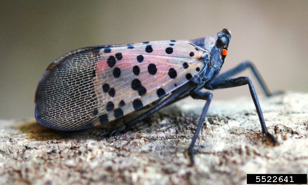 The Amazing World of Insects: 33 Shocking Truths About the World&#8217;s Most Abundant Animals