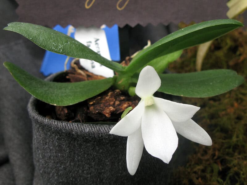 25 of The Rarest Flowers That Only Bloom Once Every Few Years