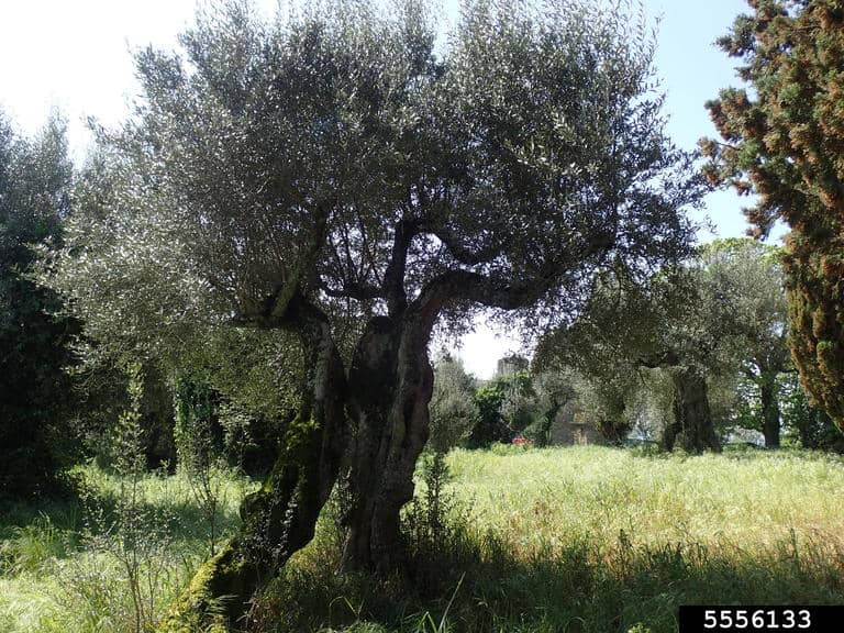 These 25 Ancient Plants Have Witnessed Centuries of History