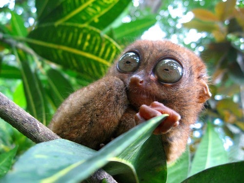 How Animals See the World — 26 Vision Secrets That Will Change Everything You Thought You Knew