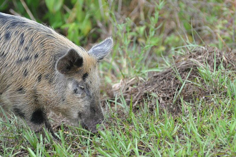 29 Species That Are Thriving Because of Human Activity (Not All News Is Bad)