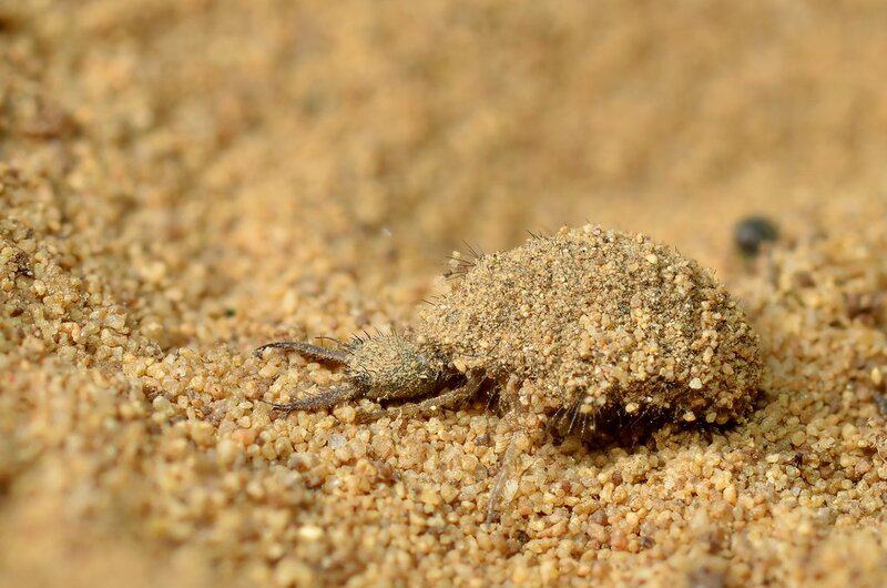 The most brutal hunters on Earth aren&#8217;t what you think: 21 predator strategies that redefine deadly