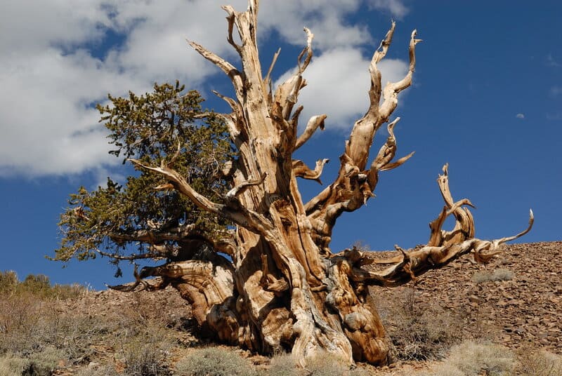 Why Some Animals Age Backwards and Get Younger Every Year