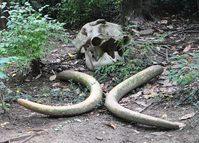 The Elephant Graveyards Are Real—And Scientists Finally Know Why They Exist