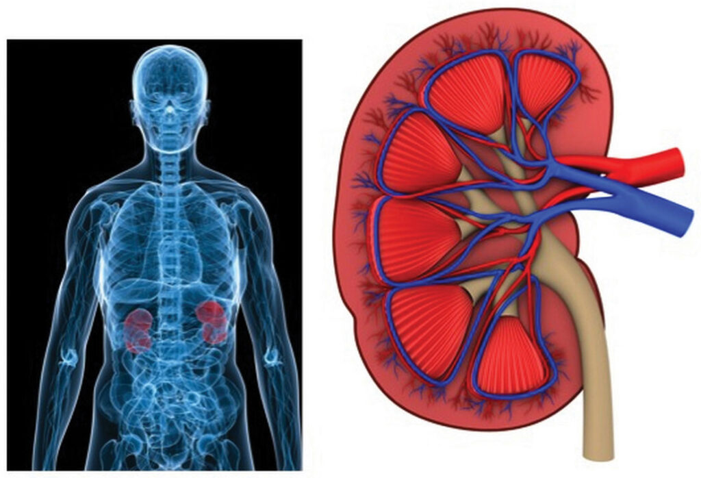 While you sleep, your body performs miracles: 23 overnight processes that keep you alive