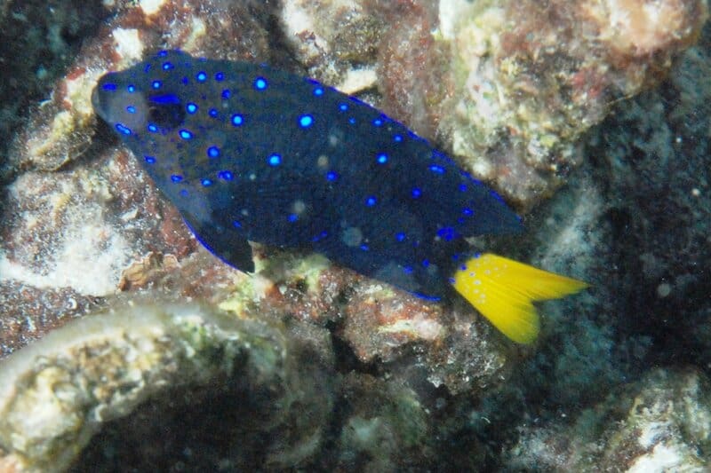 28 Animals That Switch Genders When Life Demands It