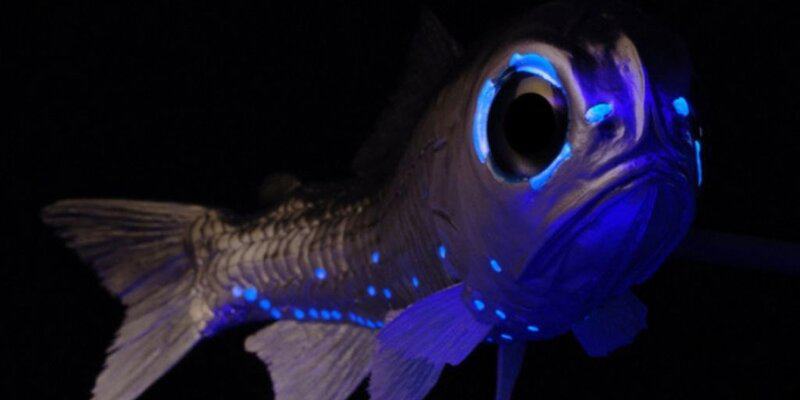 27 Creatures That Glow in the Dark (And Why They Do It)