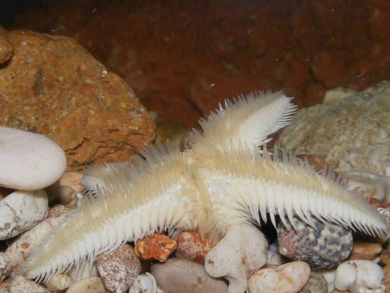 38 Bizarre Deep-Sea Creatures Scientists Discovered in the Last Decade