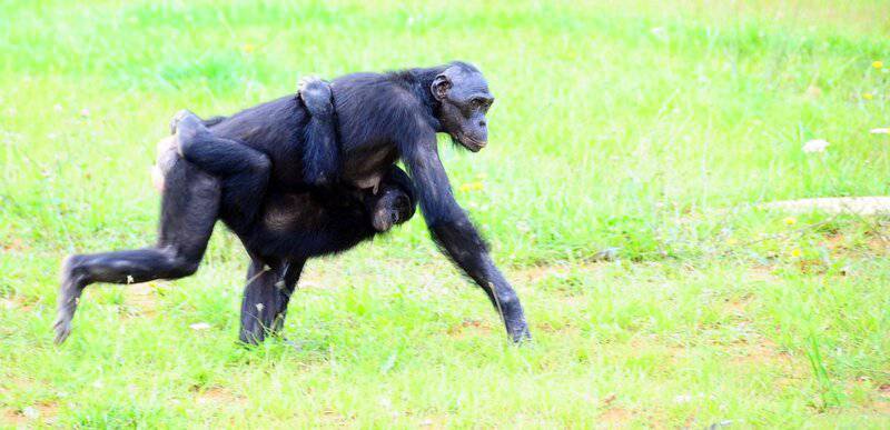 9 Animals With the Closest Genetic Link to Humans