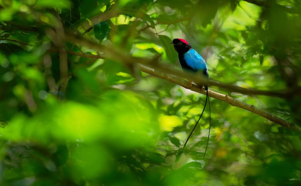 30 Animals That Create Art for Pure Aesthetic Pleasure