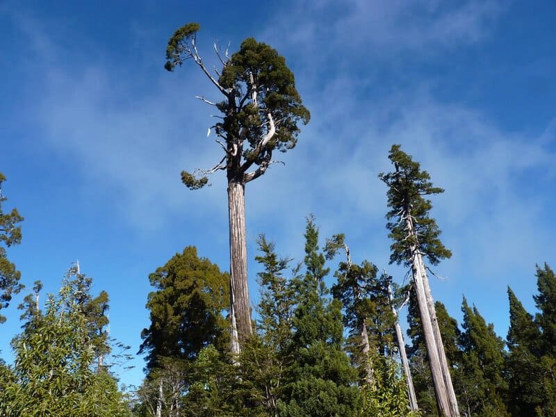 These 25 Ancient Plants Have Witnessed Centuries of History