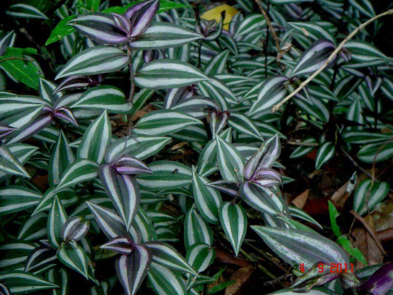 28 Houseplants You Can Grow from Cuttings