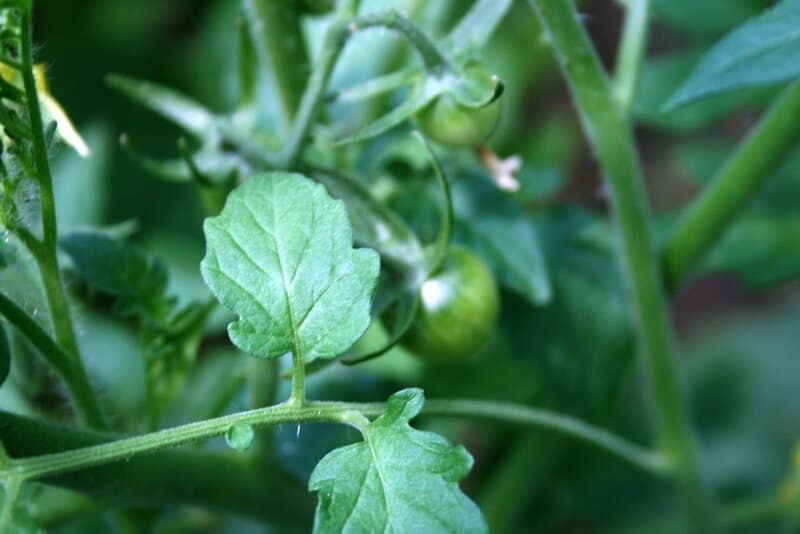 7 Fascinating Ways Plants Smell Danger (Plus 18 Species With the Best Noses)