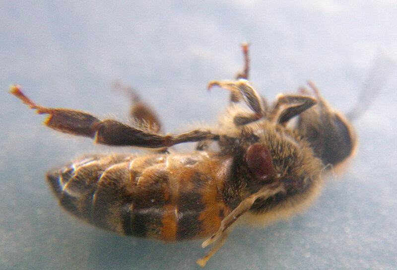 26 Real Reasons Why Bee Colonies Are Collapsing (It&#8217;s Not What You Think)