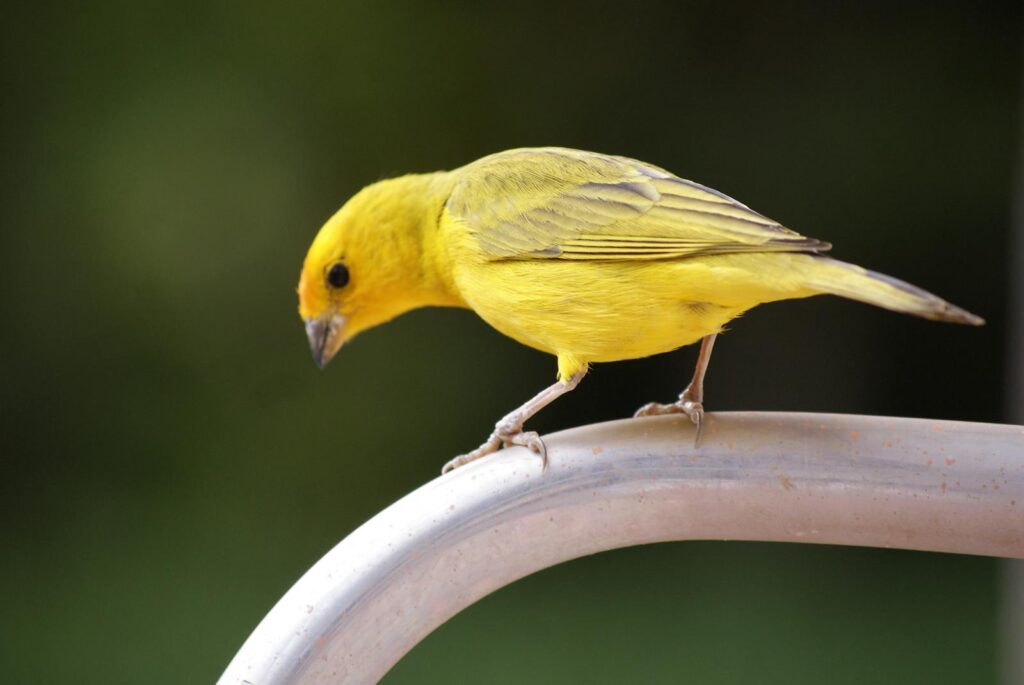 10 Types of Birds That Make Perfect Pets, and 15 You Should Leave in the Wild