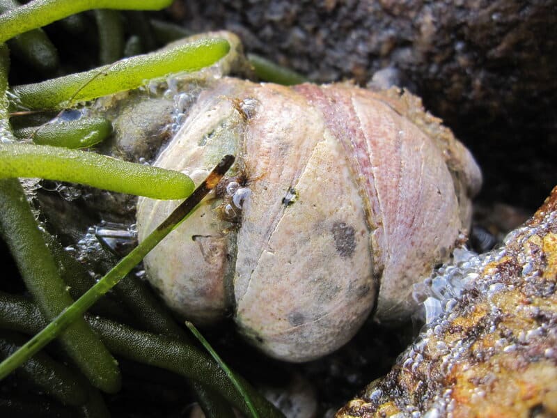 28 Animals That Switch Genders When Life Demands It