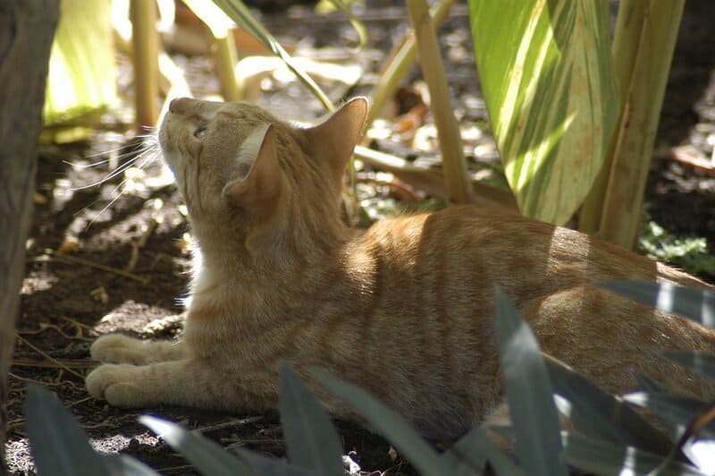 Dogs vs Cats: The Ultimate Battle Decided by 28 Scientific Studies