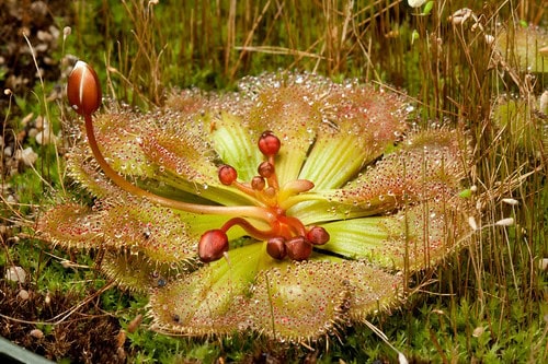 26 Plants That See Colors Humans Can&#8217;t Even Imagine