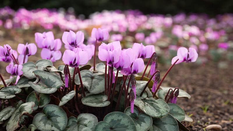 20 Plants Toxic to Pets: A Guide for Safe Home Gardening