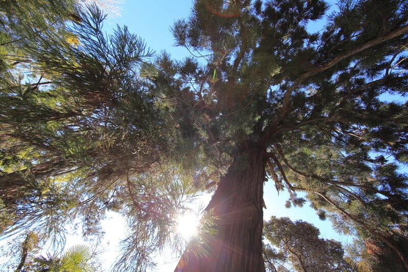 These 25 Ancient Plants Have Witnessed Centuries of History