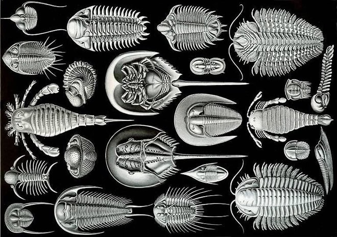 This 500-Million-Year-Old Sea Monster Was Discovered Perfectly Intact—And It&#8217;s Changing Everything We Know