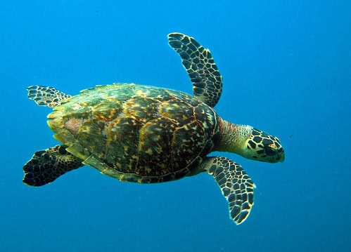 28 Animals That Switch Genders When Life Demands It