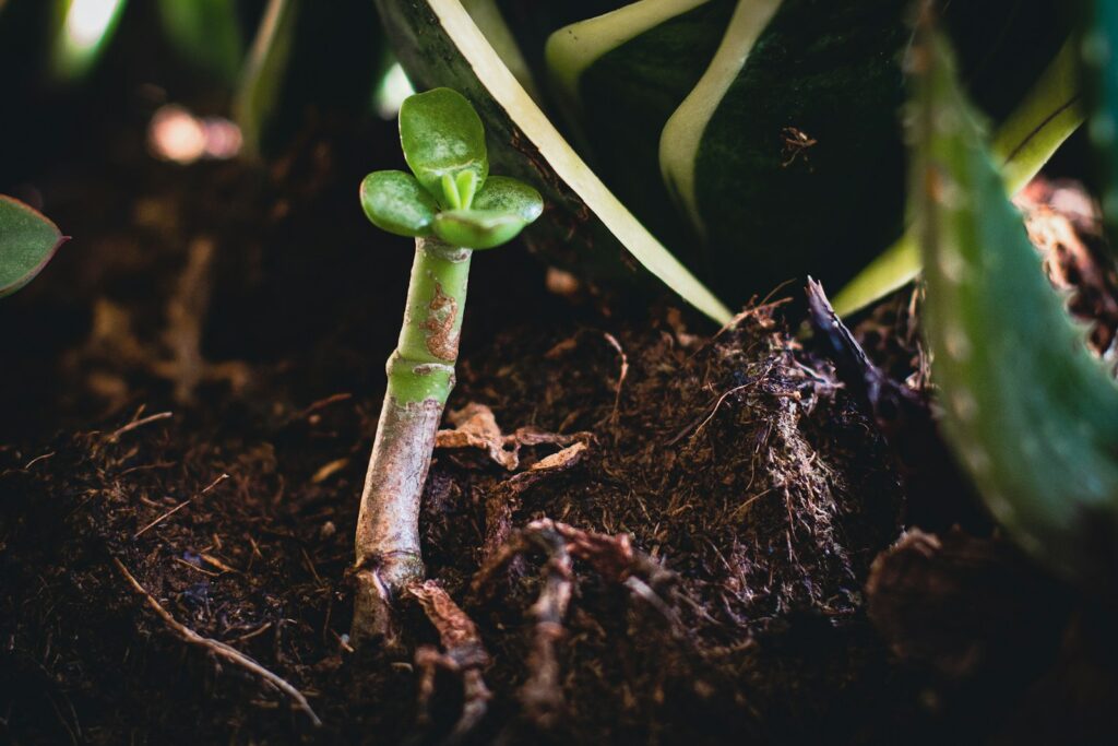 Microplastics in Soil: Unveiling the Hidden Threat to Plant Physiology and Crop Health