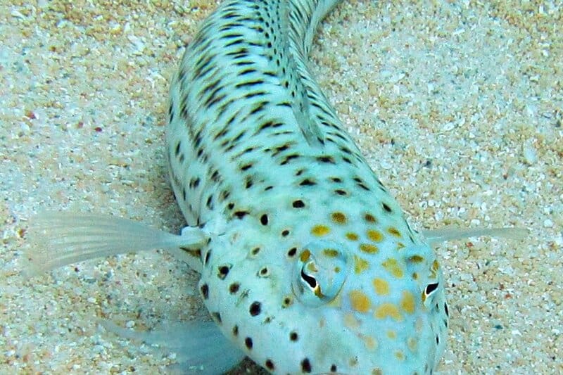 28 Animals That Switch Genders When Life Demands It