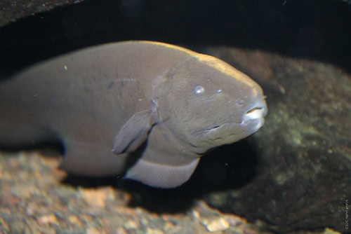 26 Animals That Can Teleport Short Distances When No One&#8217;s Looking