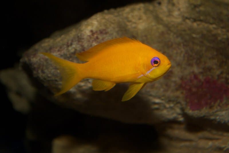 28 Animals That Switch Genders When Life Demands It