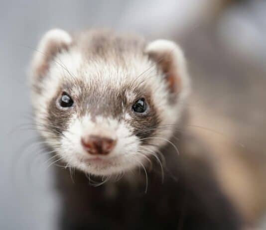 23 Common Pets Are Racing Toward Extinction (But 3 Incredible Success Stories Show the Fight Isn’t Over)