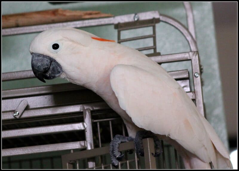 Animal Intelligence Will Blow Your Mind — 34 Incredible Facts About How Smart Pets Really Are